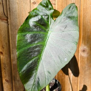 Colocasia Kona Coffee plant-4 inch image 7