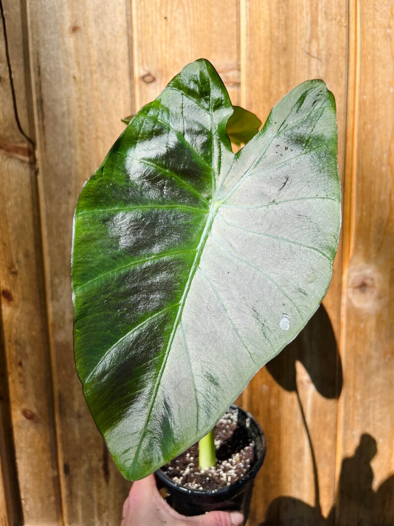 Colocasia Kona Coffee plant-4 inch image 7