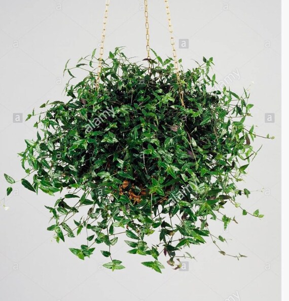 Tahitian Bridal Veil Plant/tradescantia Multiflora3 Inch Pot Etsy