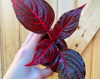 Iresine herbstii, or Herbst’s bloodleaf plant-3 inch pot