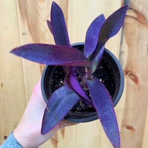 Setcreasea Pallida-purple Heart Plant - Etsy