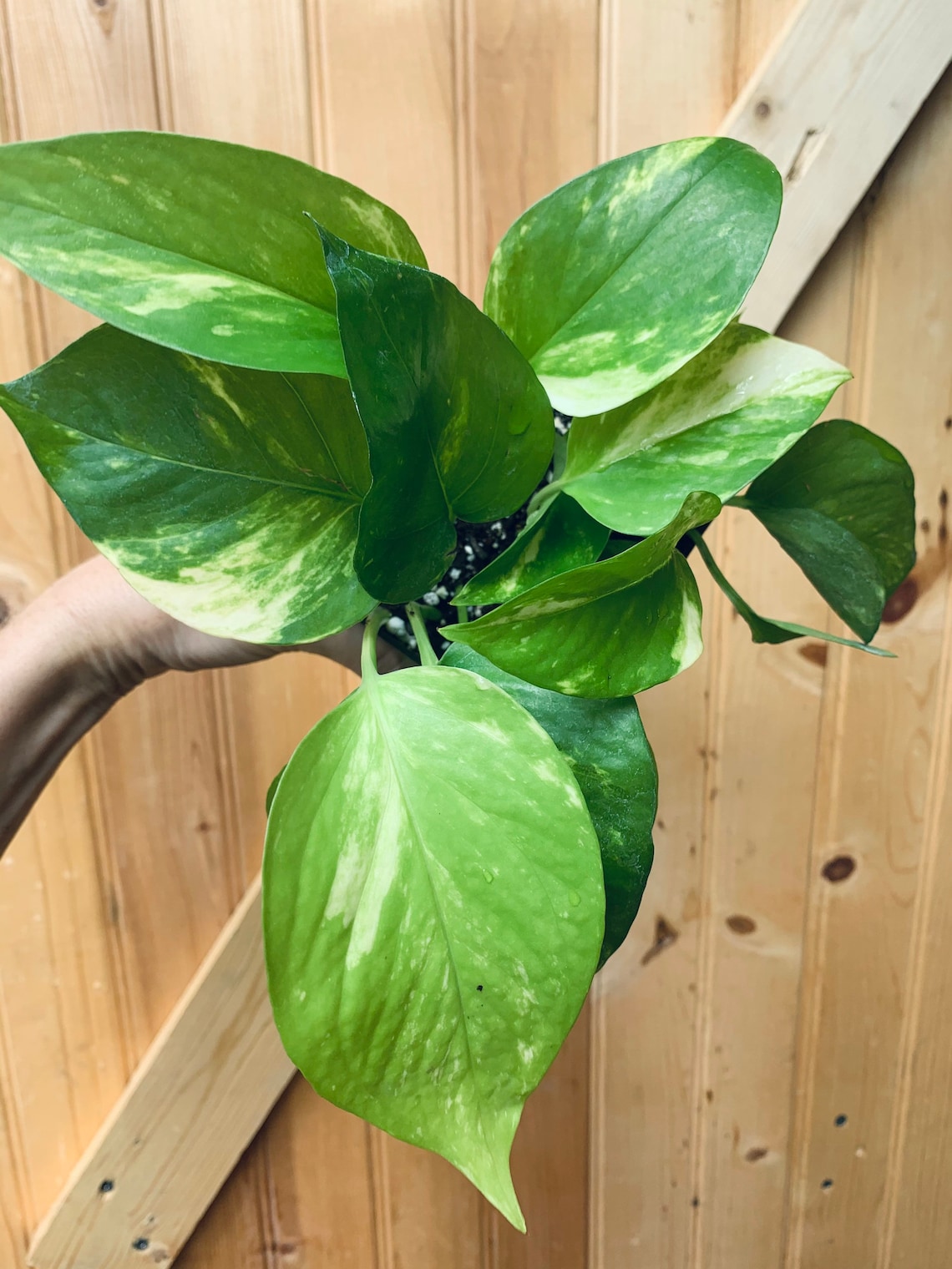 Rare White Sport Golden Pothos plant3 inch pot Etsy