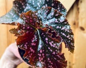 Red polka dot Angel wing Begonia quot Cracklin Rosie quot plant- 3 inch pot