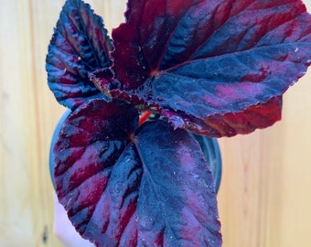 Black and Red Rex Begonia-3 inch pot