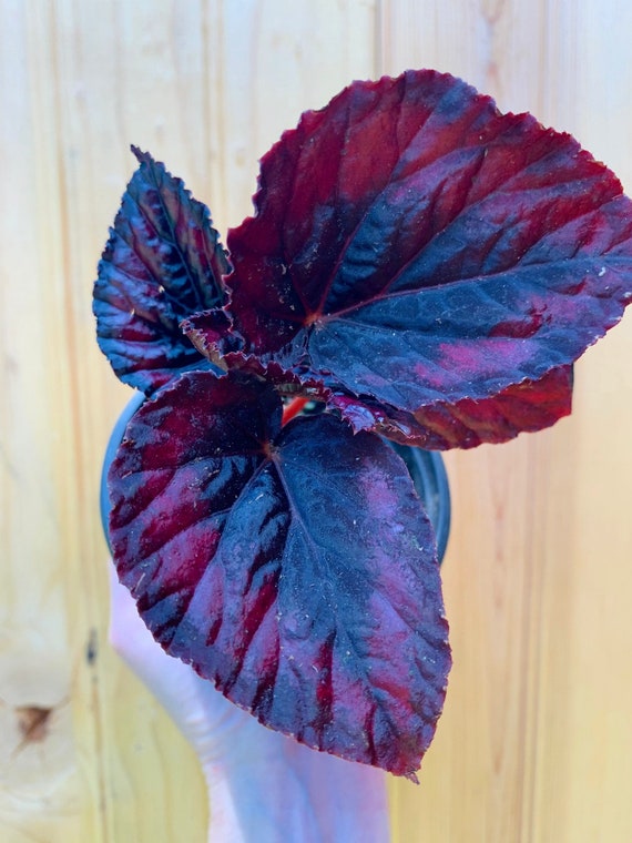 Olla Rex Begonia-3 pulgadas negra y roja - Etsy España