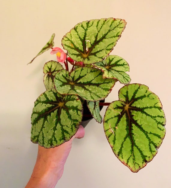 Rex Begonia Flamenco planta-4 pulgadas - Etsy España