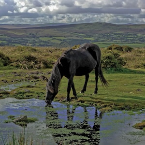Dartmoor Pony Greetings Card Blank Inside