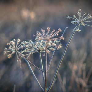 Frosted Cow Parsley Greetings Card Blank Inside