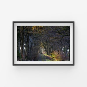 Dartmoor Photographic Print