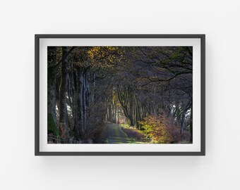 Dartmoor Photographic Print