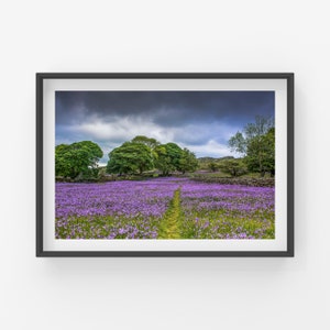 A path through the bluebells  Photographic Print