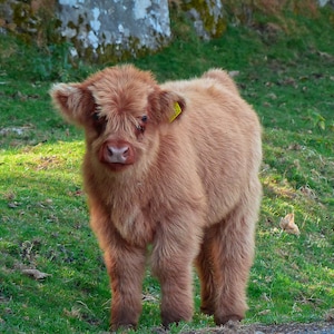 Highland Cow Greetings Card Blank Inside