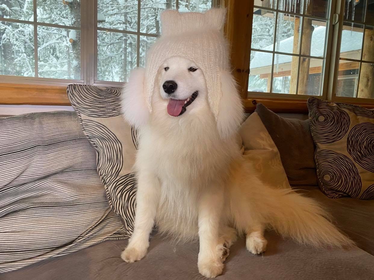 samoyed hat