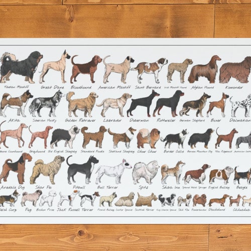 Dog Breed Chart Wall Art 12x18 Inches Dog Diagram Poster Etsy