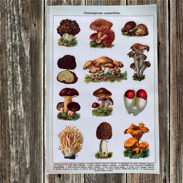 Vintage French Mushroom Diagram Sticker Sheet | Handmade gift for mushroom foragers and more!