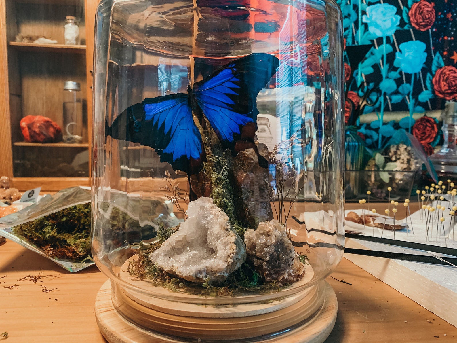 Large Butterfly Terrarium Etsy
