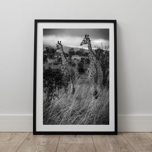 May include: Black and white photograph of two giraffes standing in tall grass. The giraffes are facing different directions, and the background is a blurry landscape.