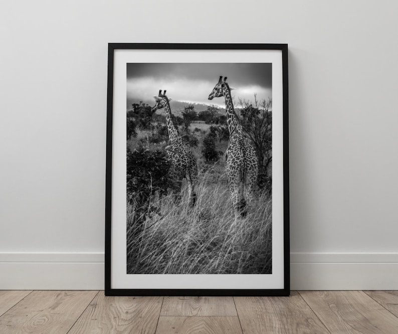 May include: Black and white photograph of two giraffes standing in tall grass. The giraffes are facing different directions, and the background is a blurry landscape.