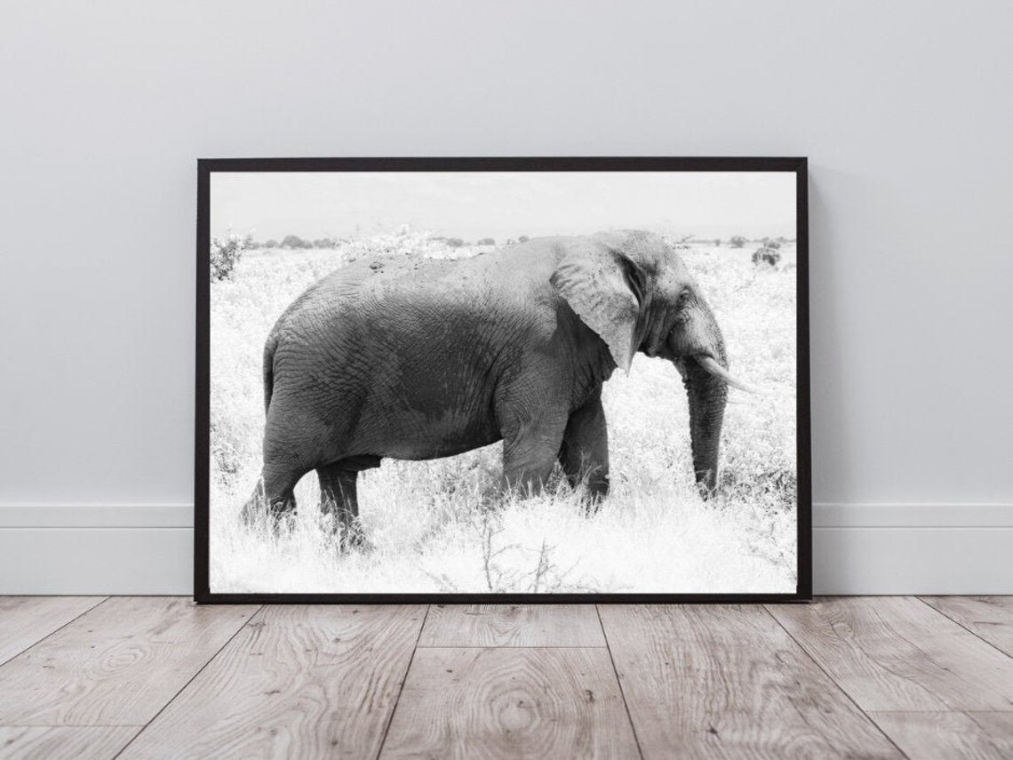 White Elephant Photography Wall Art Black and White Etsy