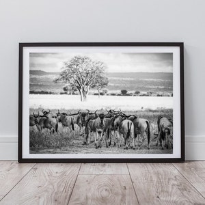 Może przedstawiać: Czarno-białe zdjęcie stada gnu stojącego na trawiastym polu. Pojedyncze drzewo stoi w tle.