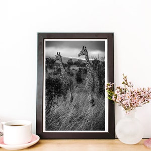 May include: Black and white photograph of two giraffes in a grassy field. The giraffes are standing side by side, looking in different directions. The photo is framed in a black frame.