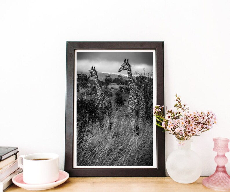 May include: Black and white photograph of two giraffes in a grassy field. The giraffes are standing side by side, looking in different directions. The photo is framed in a black frame.