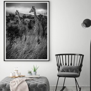 May include: Black and white photograph of two giraffes walking through tall grass in a savanna. The giraffes are in the foreground of the image, and the grass is in the background.