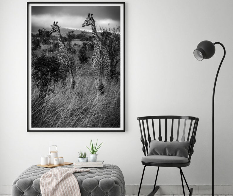 May include: Black and white photograph of two giraffes walking through tall grass in a savanna. The giraffes are in the foreground of the image, and the grass is in the background.