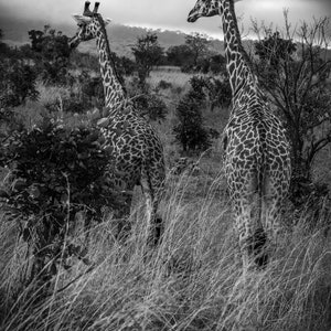 May include: Two giraffes stand in a field of long grass. The giraffes are facing away from the camera, with their long necks and spotted coats visible. The background is a cloudy sky.