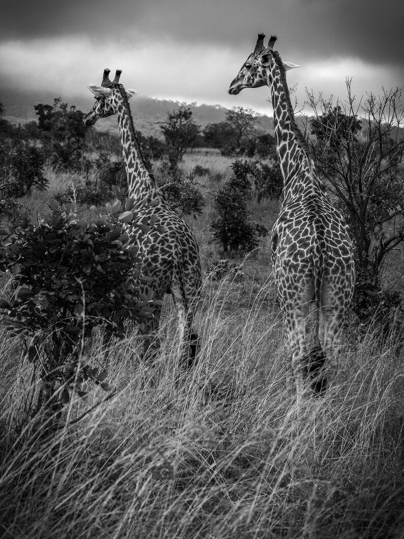 May include: Two giraffes stand in a field of long grass. The giraffes are facing away from the camera, with their long necks and spotted coats visible. The background is a cloudy sky.