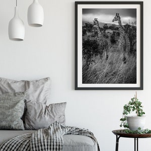 May include: Black and white photograph of three giraffes standing in tall grass. The giraffes are in a natural setting with trees and bushes in the background.