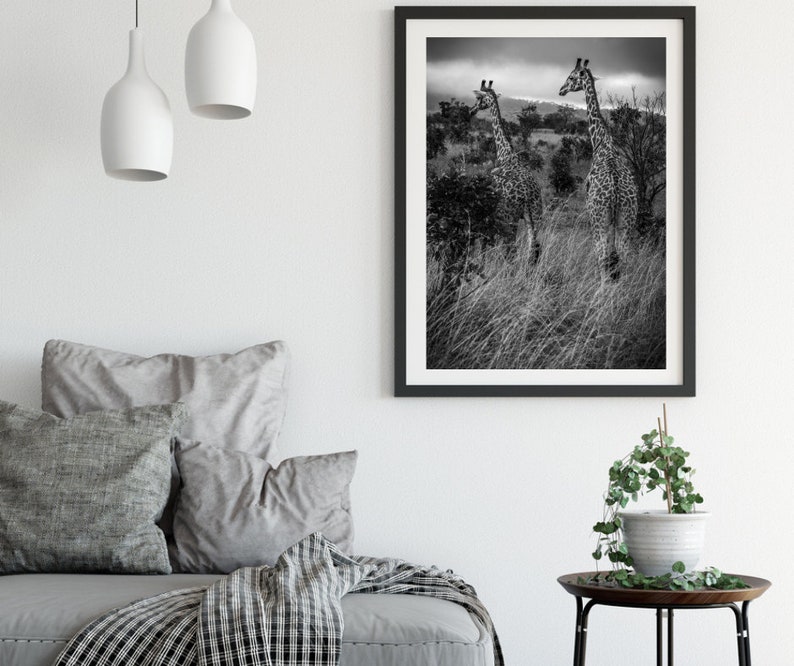 May include: Black and white photograph of three giraffes standing in tall grass. The giraffes are in a natural setting with trees and bushes in the background.