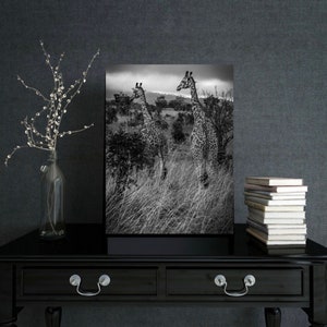 May include: Black and white photograph of two giraffes standing in tall grass. The giraffes are facing the same direction, with their heads turned to look at each other. The photograph is framed and hanging on a black wall.