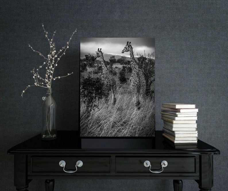 May include: Black and white photograph of two giraffes standing in tall grass. The giraffes are facing the same direction, with their heads turned to look at each other. The photograph is framed and hanging on a black wall.