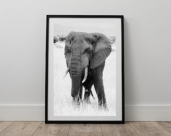 May include: A black and white photograph of an elephant walking through tall grass. The elephant is facing the camera and has its trunk raised.