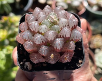 pic Blue Haworthia Cooperi haworthia cooperi etsy