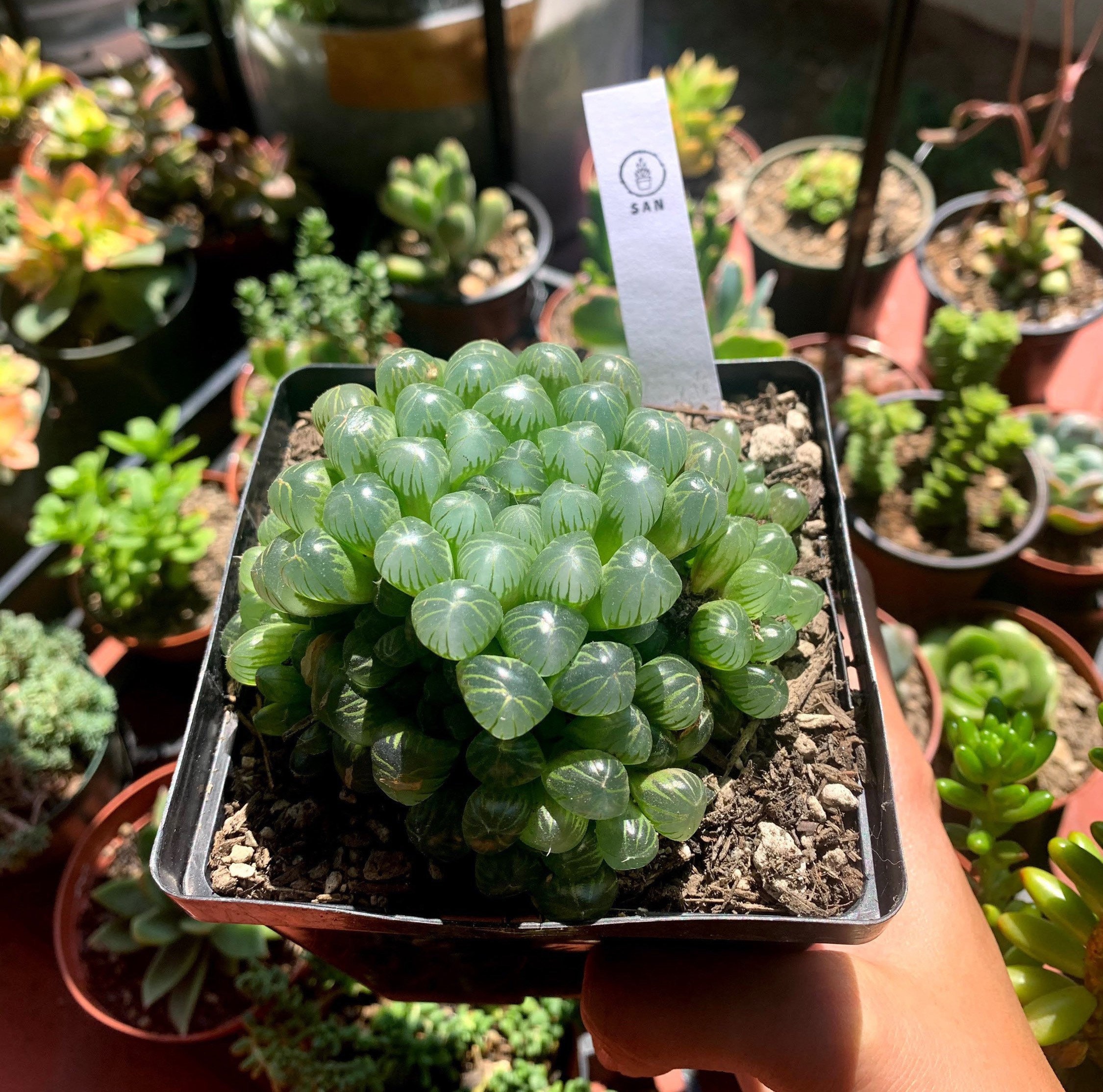 The Green Haworthia Cooperi Cluster- Alien Eggs Plant - Etsy