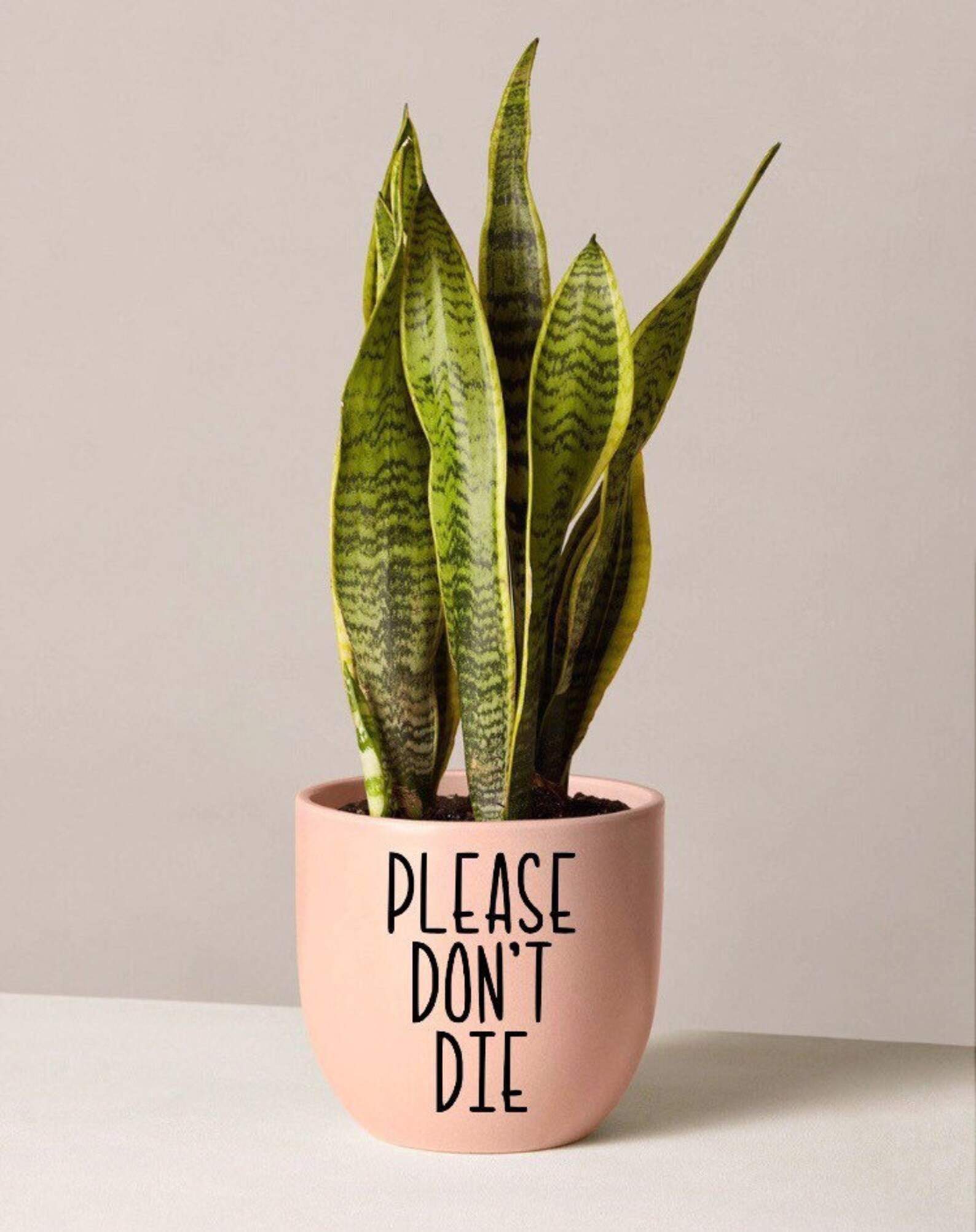 Please Dont Die Planter Decal Waterproof Plant Pun Etsy