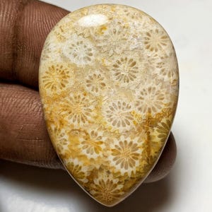 NATÜRLICHE FOSSILEN KORALLEN Cabochon Lose Edelstein Birnen Form Fossile Koralle Edelstein 43X30X5 mm 58 Karat Fossile Koralle Kristall Für die Herstellung von Schmuck