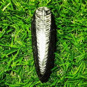 NATURAL QUALITY ORTHOCERAS Fossil Gemstone Top Quality Orthoceras Fossil Gemstone 54ct Loose Gemstone 57x18x7 Pear shape Gemstone Jewellery