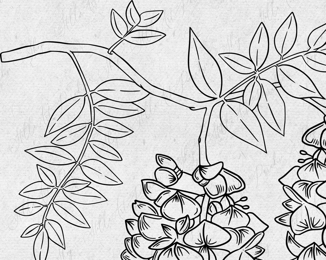 Wisteria sinensis Svg png dxf branch flower line art drawing Etsy