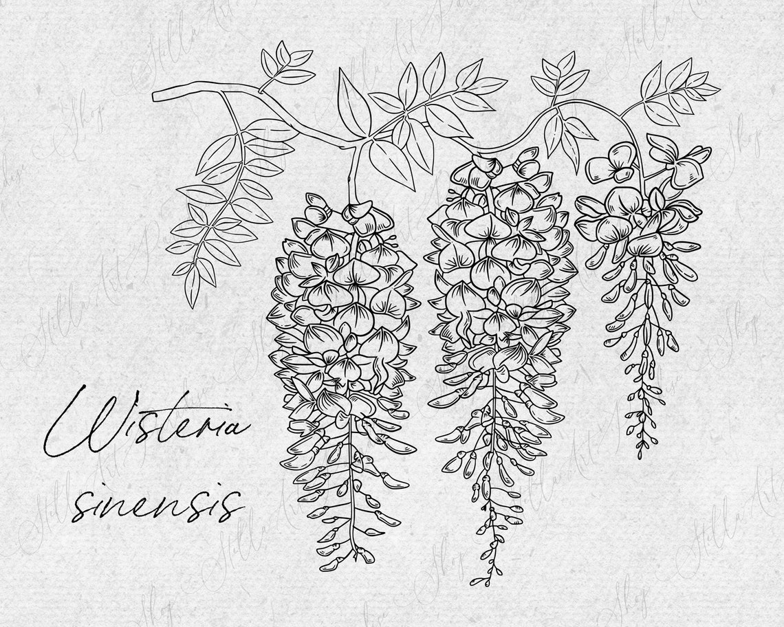 Wisteria sinensis Svg png dxf branch flower line art drawing Etsy
