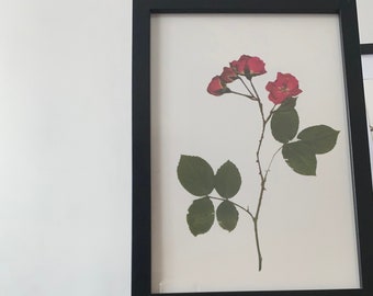 Pressed  Red Rose Print Flower wall art / Real Red Rose Print Art/Botanical Wall art/Herbarium Flower Wall Art