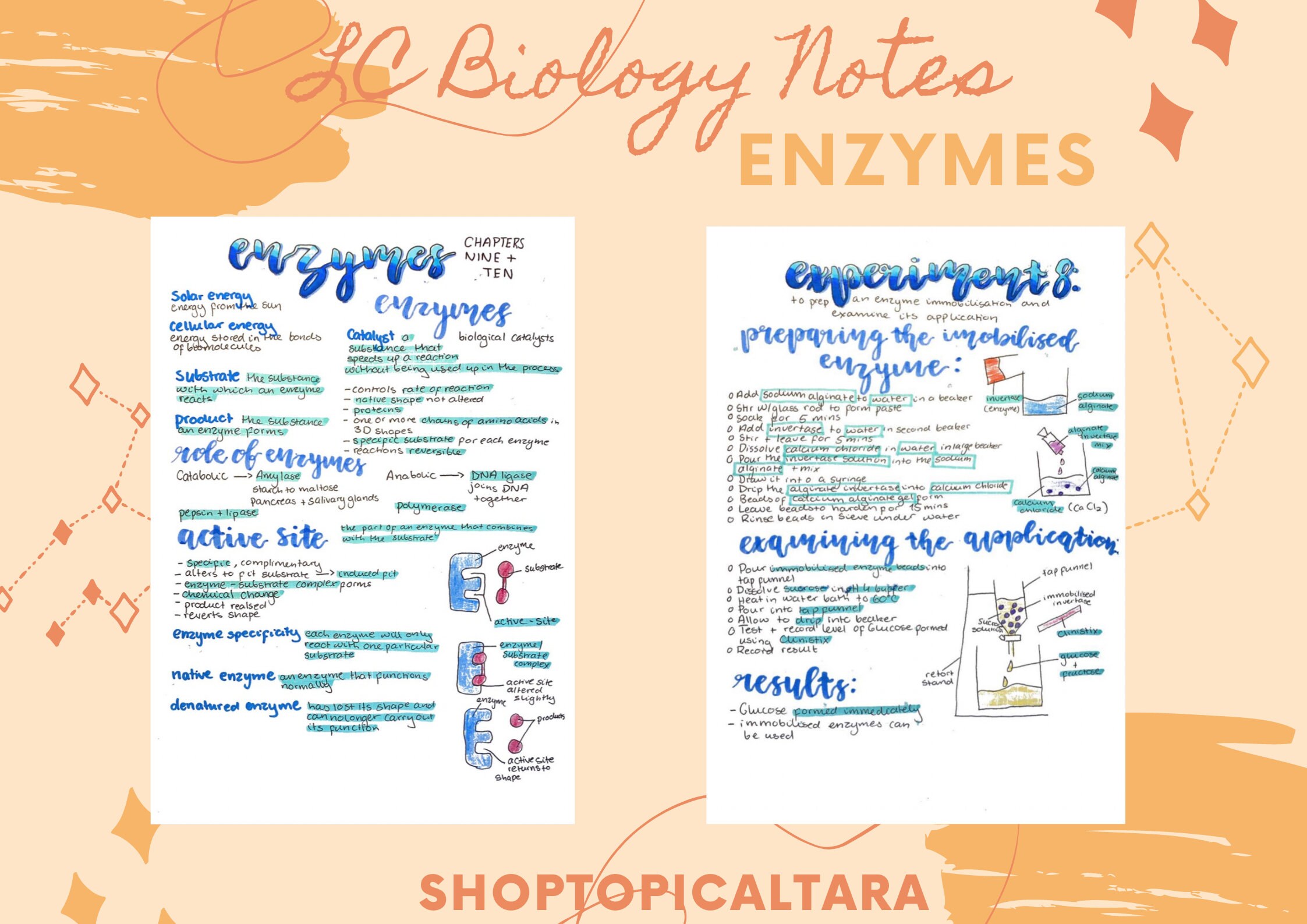 Leaving Cert Biology Notes Enzymes Etsy