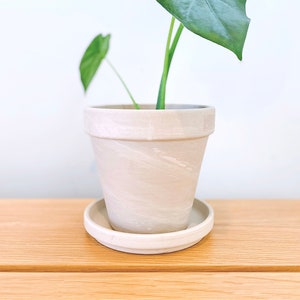 May include: A small green plant with large leaves growing in a white ceramic pot with a matching saucer. The pot has a marbled design.