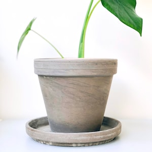 May include: A green leafy plant with large leaves growing in a light brown terracotta pot with a matching saucer.