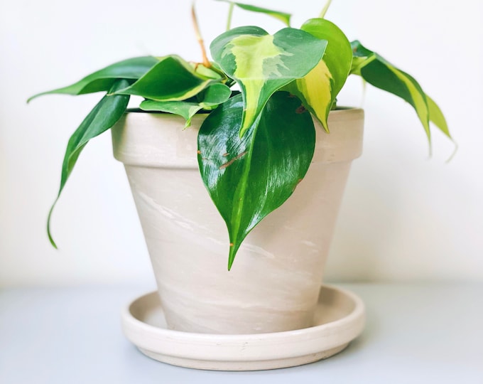 Modern White Terra Cotta Planter, 5", Ivory Clay Pot, Granite Marble, Unique, Painted Effect, Scandinavian, Minimal, Vintage, Indoor Garden