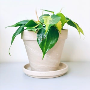 May include: A potted plant with variegated green and yellow leaves in a light beige ceramic pot with a matching saucer.