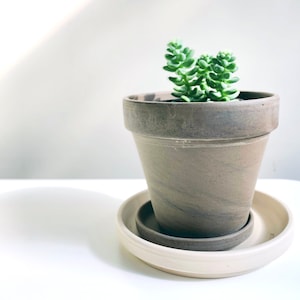 May include: A small succulent plant in a brown terracotta pot with a white saucer. The plant has green leaves and is growing in a pot with a rough texture.