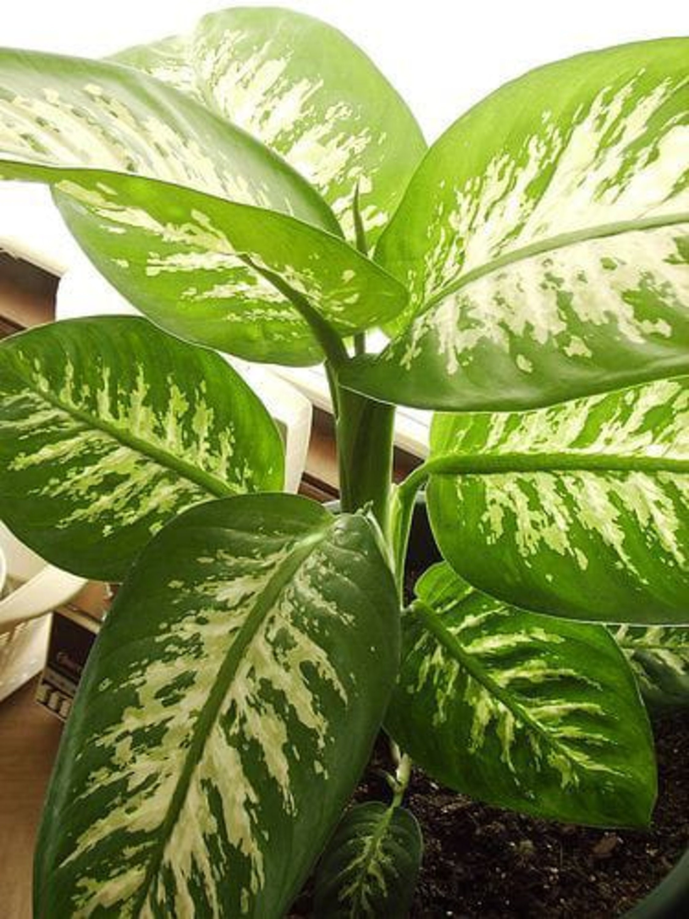 Dumb cane / Dieffenbachia more than 3 leaves DHL Express / EMS Etsy